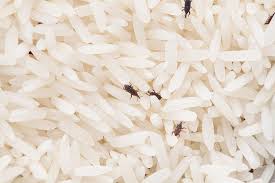 Our highly trained staff will ensure that your landscape is beautiful, and your home is completely pest free. Allstate Pest Lawn Statepestlawn Twitter