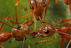 There is only one c. When It Comes To Waging War Ants And Humans Have A Lot In Common Science Smithsonian Magazine