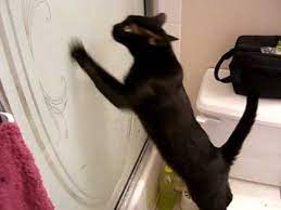 Cats scratch doors as a way of getting the attention of their owners. How To Stop Cat From Scratching Door Cat Loves Best