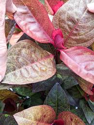 Image result for Pseuderanthemum