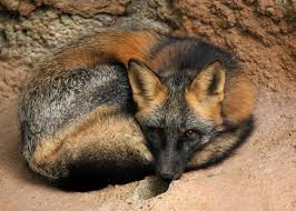 Black And Orange Fox Breed Https Jack 13 Deviantart Com Art Ball O Cross Fox 2 654222194 Pet Fox Fox Fox Artwork