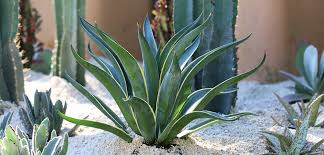 Image result for Agave