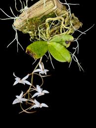 Image result for Aerangis kotschyana