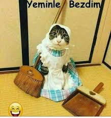 Maasta Yok Bedava Hizmetcilik Komik Komik Hayvan Sevimli Kediler