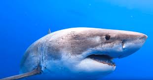 Le requin a été nommé apache en rapport avec le nom du chien du capitaine du bateau du national geographic channel… ce long mâle de 5,5 le documentaire, appelé shark men, relate les travaux des scientifiques et des pêcheurs qui attrape et relâche les grands blancs afin de comprendre où les. Deep Blue Le Plus Grand Requin Blanc Du Monde