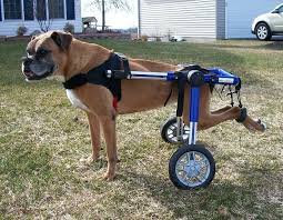 Dog Wheelchair Boxer Can Walk And Play Again Dog Wheelchair Boxer Dogs Dogs