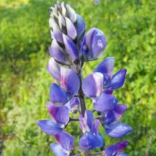 Image result for Lupinus mexicanus