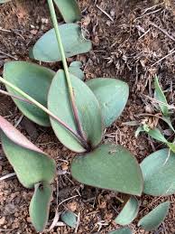 Image result for Eriospermum bakerianum