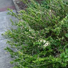 Image result for Malpighia coccigera