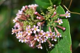 Image result for Rogiera cordata