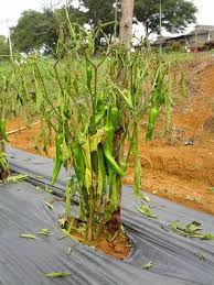 Jadi kita tanam atas tanah saja kali ni. 5 Masalah Lazim Pokok Cili Yang Anda Perlu Tahu Dan Cara Penyelesaiannya Kartel Dakwah