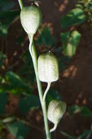 Image result for Dipcadi marlothii