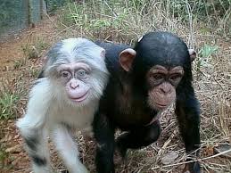 The national association of black and white men together, inc.: Tiere Black And White Together Albino Schimpanse Die Besten 100 Bilder In Vielen Kategorien