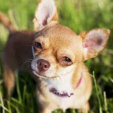This weight chart only works with purebred chihuahuas and a breeder that is knowledgeable about their bloodline (not just recognizing a bloodline's name, but recognizing the actual dogs as well). Chihuahua Pdsa