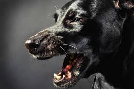 Put a cold pack on your dog's snout. What Does It Mean When Old Dogs Start Coughing And Gagging