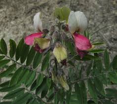 Image result for Tephrosia lurida