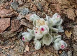 Image result for Aneilema pedunculosum