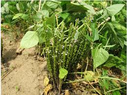 Image result for Striga gesnerioides