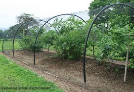 Bird Netting For Garden Uk Bellewood Gardens Diary Berry Garden Blueberry Gardening Fruit Garden