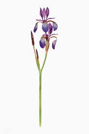 Download Premium Vector Of Vintage Iris Flower Illustration Vector 2098398