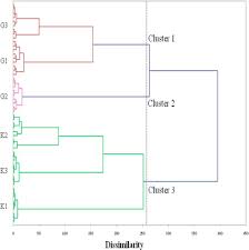 Image result for Anisophyllea boehmii