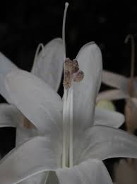 Image result for Whitfieldia thollonii