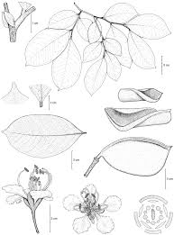 Image result for Englerodendron mengei