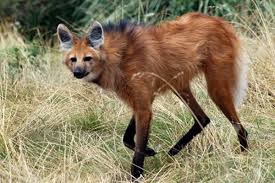 Wildlife Protected Areas Affected By Deforestation Paraguay Rare Animals Wildlife Paraguay