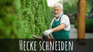 Man darf im sommer keine hecken schneiden. Richtig Die Hecke Schneiden Wann Wie Inkl 5 Tipps