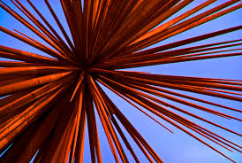 Image result for Thesium bangweolense