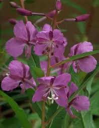 Image result for Epilobium salignum