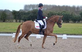 Zusammen mit ihrem wallach valegro hält sie die prozentrekorde in den drei schwersten dressurprüfungen Charlotte Dujardin Debuts Her New Horse Pumpkin Is This The Next Valegro Horse Hound