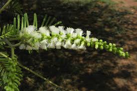 Image result for Acacia fleckii