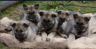Check spelling or type a new query. Norwegian Elkhound Grey How To Find One Posts Facebook