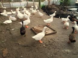 Itik alabio, itik mojosari, itik bali, dan entok. Teknik Budidaya Bebek Pedaging Untuk Program Optimalisasi Lahan Sela Di Lingkungan Keluarga Guna Kemandirian Pangan Jatayu Or Id