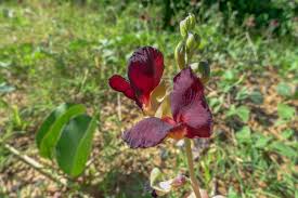 Image result for Macroptilium atropurpureum