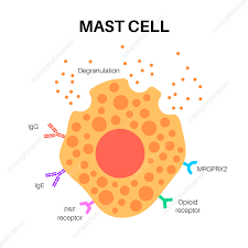 Image result for Mast Cell