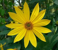 Image result for Oxyanthus biflorus