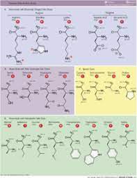 What are macronutrients and micronutrients. Protein Nutrient Wikipedia