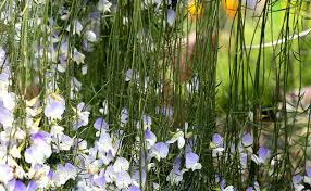 Image result for Psoralea arborea