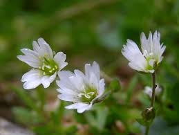 Image result for Cerastium afromontanum