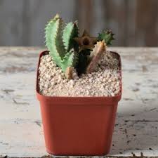 Image result for Huernia kirkii
