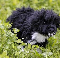 Barack obama ретвитнул(а) the obama foundation. Weisses Haus Sunny Zweiter Hund Zieht Bei Den Obamas Ein Welt