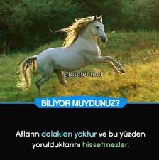 Tuana Adli Kullanicinin Biliyor Muydunuz Panosundaki Pin 2020 Bilgi Alintilari Bilgi Komik Internet Fenomenleri