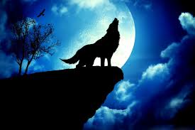 Moon in cancer means he is empowered in all degrees of the birth sign. 38 Wolf Full Moon Wallpaper On Wallpapersafari