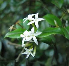 Image result for Carissa bispinosa