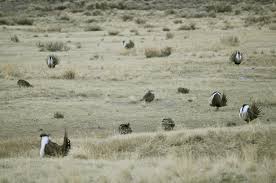 Lek mating, mating in a lek, a type of animal territory in which males of a species gather. Lek Mating Wikipedia