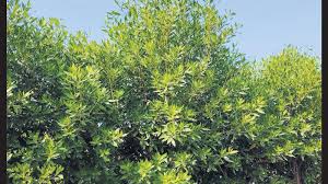 Image result for Conocarpus