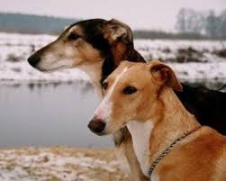 Chart Polski Sighthounds Greyhounds Dogs Puppy Mudhol