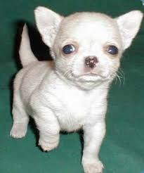 We did not find results for: Chihuahua Colors The Chihuahua Information Center